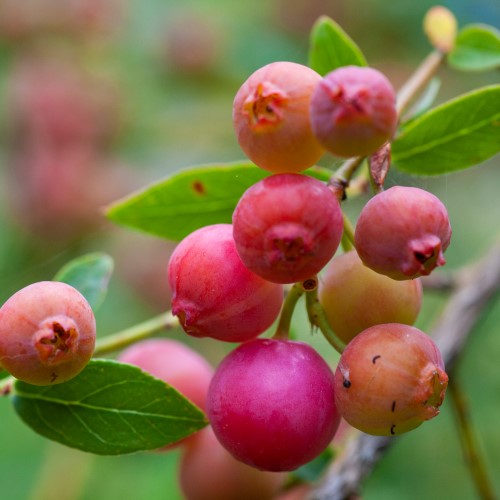 Rosa blåbär 'Pink Lemonade' co 5-pack