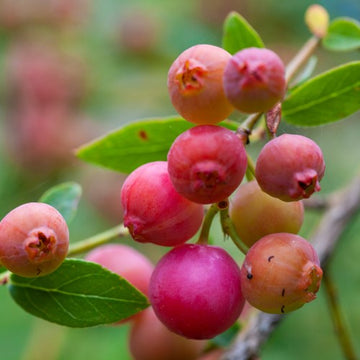 Rosa blåbär 'Pink Lemonade' co 3-pack