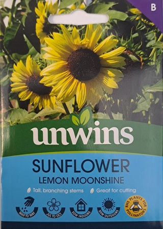Solros 'Lemon Moonshine'