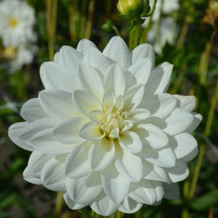 Näckros Dahlia 'Siberia' 1st