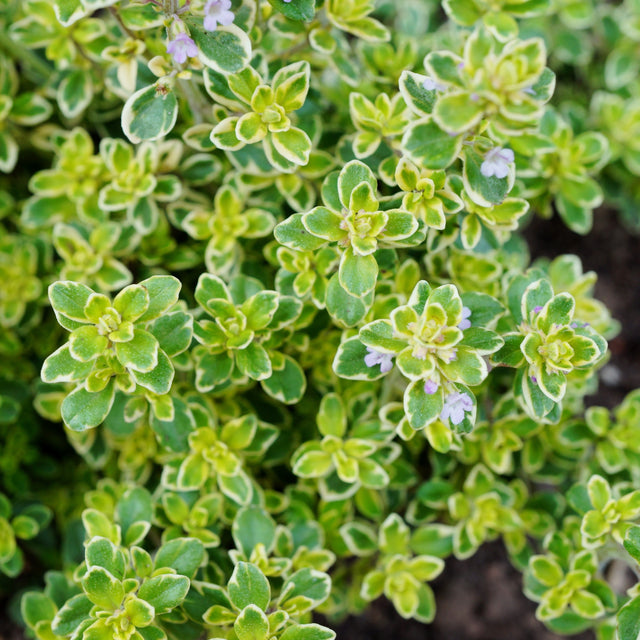 Citrontimjan 'Lemon Cascata' 10,5cm kruka