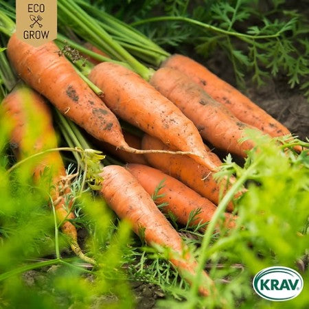 Sommarmorot 'Berlikumer 2' KRAV-märkt