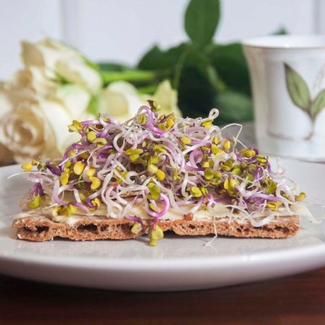 Sproutly: EKO Rädisfrön 'Chinarose' 160g