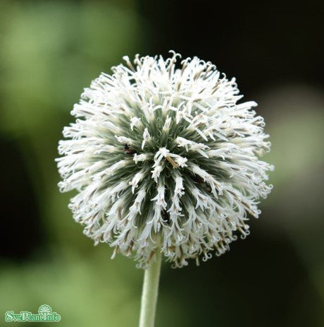 Blå bolltistel 'Star Frost' 3st barrotad