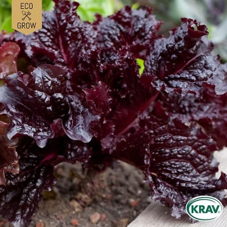 Plocksallat 'Red Salad Bowl' KRAV-märkt
