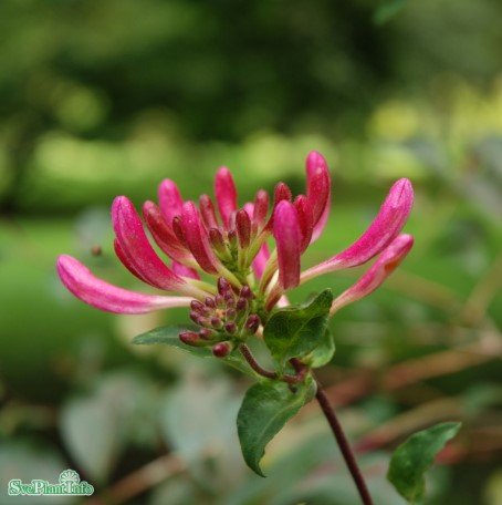 Vildkaprifol 'Serotina' co 5-pack