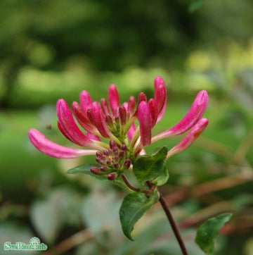 Vildkaprifol 'Serotina' co 3-pack