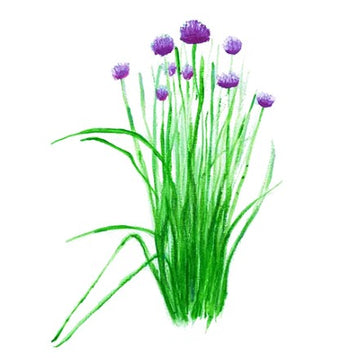Gräslök