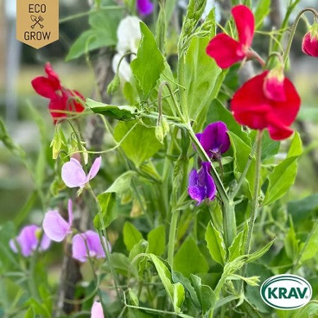 Luktärt 'Spencer' Mix KRAV-märkt