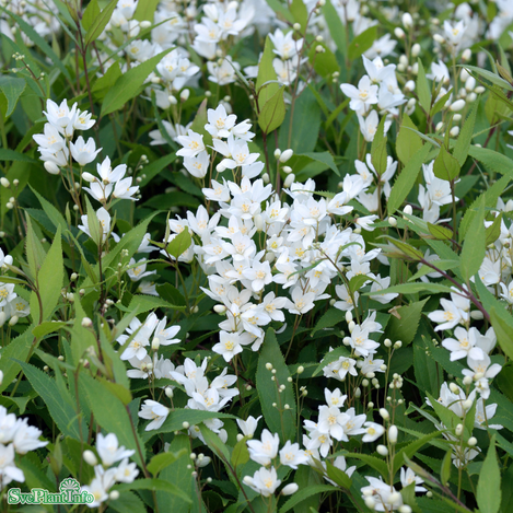 Bruddeutzia co 1-pack