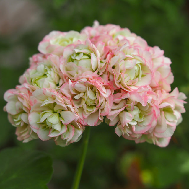 Rosenknoppspelargon 'Appleblossom' 9cm kruka