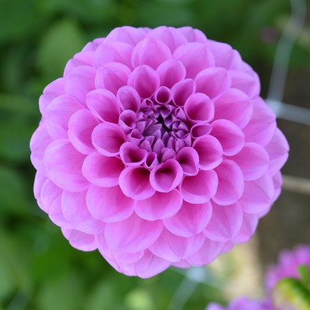 Boll Dahlia 'Boy Scout' 1st