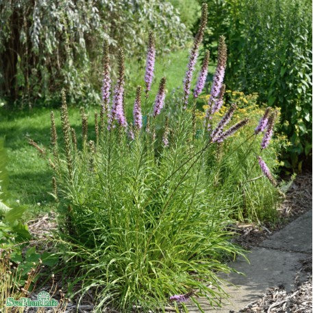 Rosenstav 10st barrotad