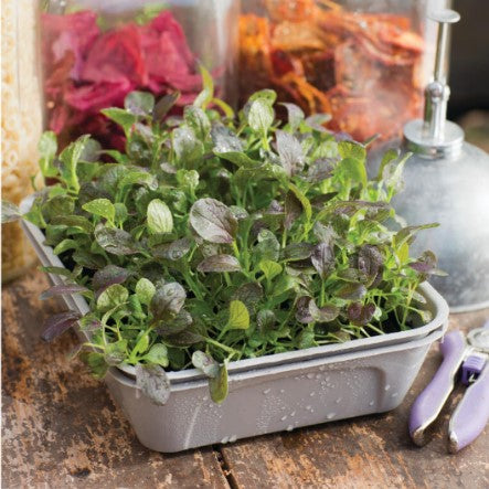 Miniväxthus 'Micro Leaf' 1-box