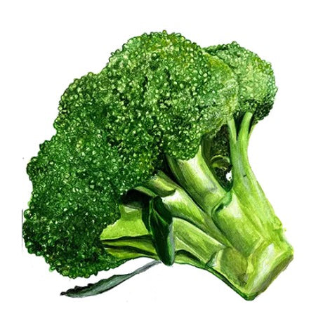 Broccoli 'Rasmus' Svenskodlat frö