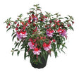 Fuchsia (Upprätt) 'Shadowdancer Mila' 10,5cm kruka