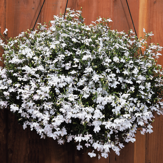 Hänglobelia 'Regatta White' 10,5cm kruka