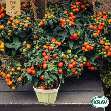 Ampeltomat 'Maskotka' KRAV-märkt
