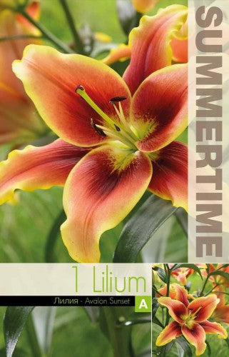 Lilja 'Avalon Sunset' 1st
