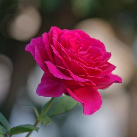 Tehybridros 'Big Purple' 1-pack barrot