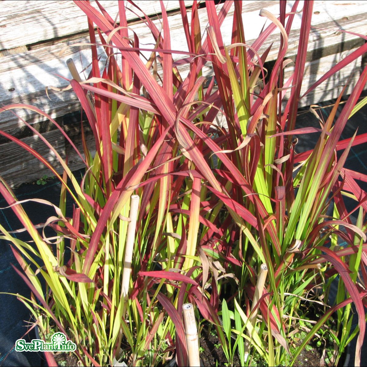 Blodgräs 'Red Baron'