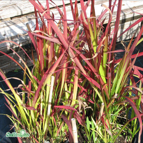 Blodgräs 'Red Baron'