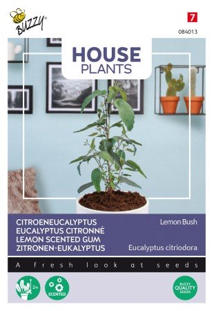 Inomhusväxt Citroneucalyptus