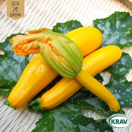 Sommarsquash 'Solara' KRAV-märkt