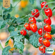Körsbärstomat 'Red Cherry' KRAV-märkt