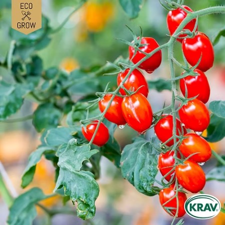 Körsbärstomat 'Red Cherry' KRAV-märkt