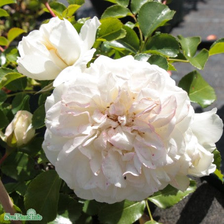 Modern buskros 'White Meidiland' 1-pack barrot