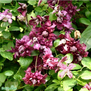 Klematis 'Purpurea Plena Elegans' 5-pack