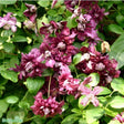 Klematis 'Purpurea Plena Elegans' 3-pack