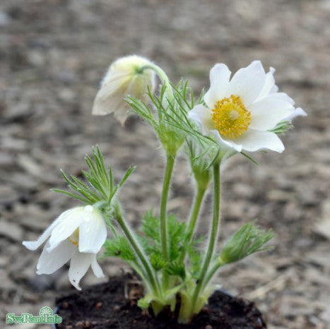 Backsippa 'Alba' 3st barrotad