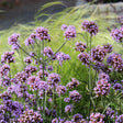 Jätteverbena 'Purple Tower' 10,5cm kruka