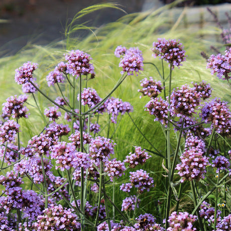 Jätteverbena 'Purple Tower' 10,5cm kruka