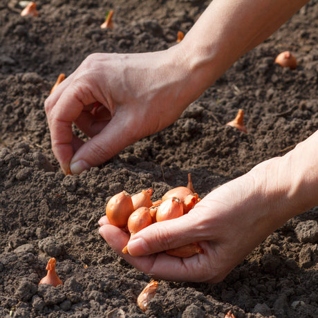Sättlök Gul 'Stuttgarter Riesen' 250g