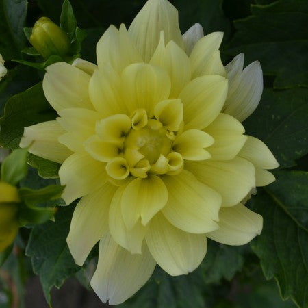 Dekorativ Dahlia 'Berliner Lemon' 1st