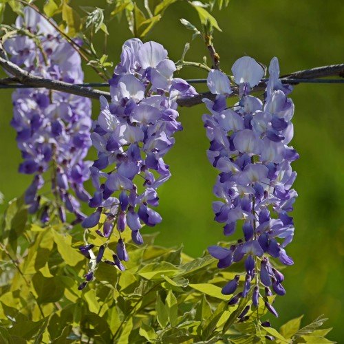 Japanskt blåregn 'Issai-Naga' co 1-pack