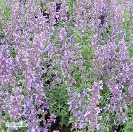 Kantnepeta 'Walkers Low' 3st barrotad