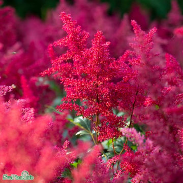 Astilbe 'Vision in Red' 9cm kruka