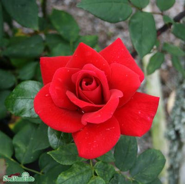Tehybridros 'Hanne' 5-pack barrot
