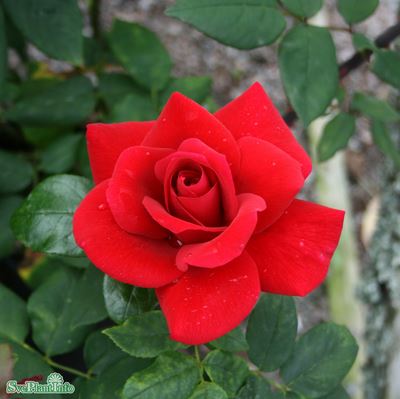 Tehybridros 'Hanne' 1-pack barrot