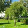 Klotpil 'Bullata' Utr 150-200 co