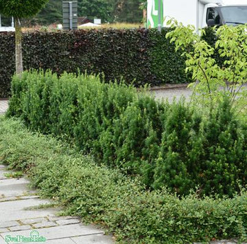 Hybrididegran 'Hillii' 30-40 co 3-pack