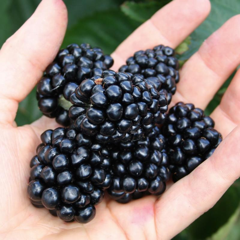 Björnbär 'Little Black Prince'