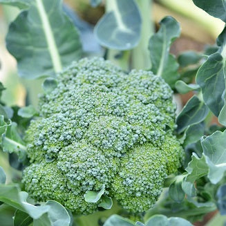Broccoli - 3 plantor