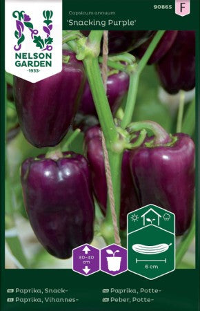 Snackpaprika 'Snacking Purple'