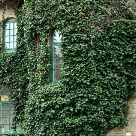 Storbladig Murgröna 3-pack