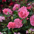Modern buskros 'Romanze' 10-pack barrot